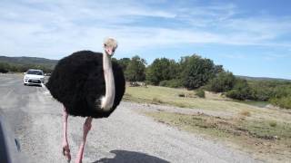 Funny ostrich [upl. by Norry]