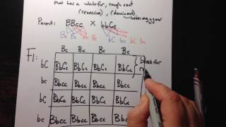 Dihybrid Crosses using a Punnett Square [upl. by Durgy77]