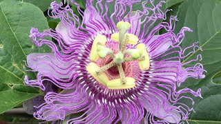 Medicinal Plant  Passion Flower [upl. by Asnerek]