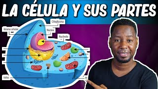 LA CÉLULA  PARTES Y FUNCIONES  Corto y entretenido [upl. by Eicam]