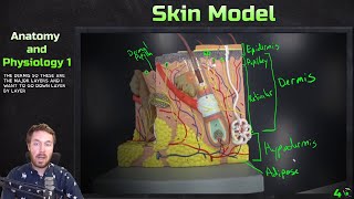 Skin Model Anatomy Overview  Anatomy and Physiology 1 [upl. by Tsyhtema]