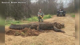 Massive gator found in Southwest Ga [upl. by Acassej]