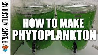 How to make Phytoplankton [upl. by Crescint]