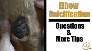 Dog Elbow Calcification  Pet Grooming Questions amp Treatment Tips [upl. by Cheshire514]