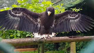 Common raven bullying a Stellers sea eagle [upl. by Clemmy]