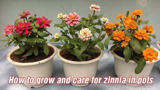 How to grow and care for zinnia in pots [upl. by Hagen]