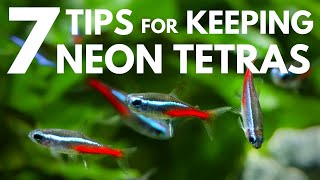 7 Tips for Keeping Neon Tetras in an Aquarium [upl. by Ravens769]