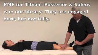 PNF Partner Stretch for Gastrocnemius calf Muscle [upl. by Scrivings]