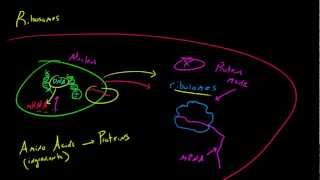 Biology Lecture  21  Ribosomes [upl. by Enilekcaj]