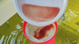 How to culture daphnia  Daphnia culture  How to grow daphnia outdoor [upl. by High]