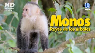 Monos de Costa Rica Reyes de los árboles [upl. by Nywrad]