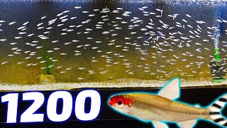 What Happened to My 1200 Rummynose Tetras [upl. by Vinnie]