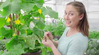 How to HandPollinate for More Cucumbers [upl. by Ahsac]