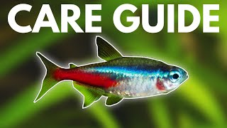 How to Care for Neon Tetras Beginner Guide [upl. by Inoy]