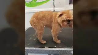 10 Second Grooms Brussels Griffon [upl. by Ralip877]