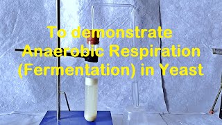 Fermentation in Yeast Experiment [upl. by Nehte]