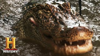 Swamp People Willie Strikes a GATOR GOLD MINE Season 12  History [upl. by Jarad321]