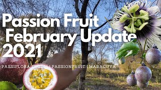 Passion Fruit Vines  Passiflora Edulis Update 2021 [upl. by Wassyngton306]