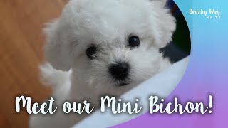 Meet our Mini Bichon  Brief Guide to quotTeacupquot Puppies [upl. by Calder]