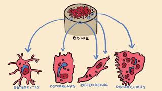 Bone Formation amp Endochondral Ossification [upl. by Ahsied]