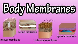 Body Membranes  Types Of Membranes In The Body  Serous Membranes  Mucous Membranes [upl. by Enitsenrae809]