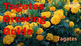 Tagetes Growing Guide [upl. by Legge]