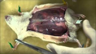 Rat Dissection Part1 [upl. by Shelman]