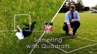 Sampling with Quadrats  GCSE Biology Required Practical [upl. by Turrell289]