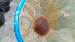 How to culture daphnia moina in a small container Part 1 English Subtitle [upl. by Norraf]