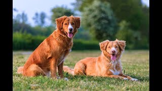 Nova Scotia Duck Tolling Retriever [upl. by Attenev]