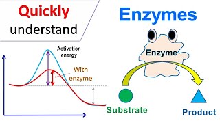 Enzymes [upl. by Orly778]