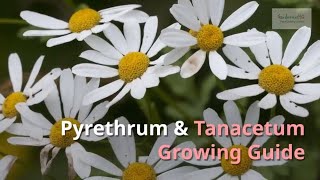 Pyrethrum and Tanacetum Growing Guide Painted Daisy by GardenersHQ [upl. by Keefe75]