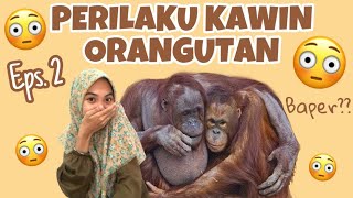 PERILAKU KAWIN ORANGUTAN [upl. by Deerdre]