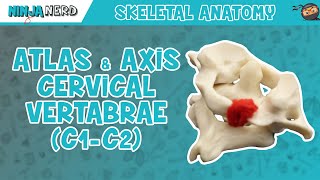 Atlas amp Axis Cervical Vertebrae C1C2 Anatomy [upl. by Hirasuna615]