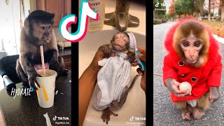 Tik Tok de Monos Graciosos  Funny Monkeys 🐒🤣 [upl. by Nager]