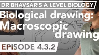 A level bio macroscopic biological drawing [upl. by Finegan879]