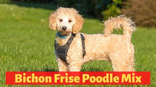 Everything About The Bichon Frise Poodle Mix Poochon  Should you get a Poochon [upl. by Otinauj]