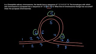 Synapsis of Homologous Chromosomes Explained [upl. by Myke]