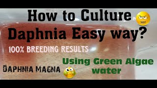 Daphnia MagnaHow to Culture Daphnia Easy wayCulturing Daphnia using Green water Daphnia [upl. by Kingsly]