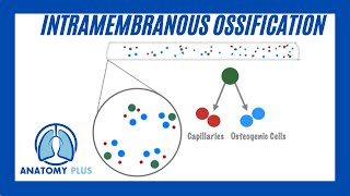 Intramembranous Ossification [upl. by Autum674]