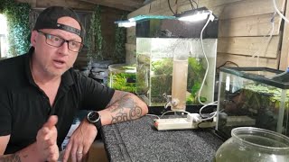 HOW TO BREED CONGO TETRAS PART 1 TANK SETUP [upl. by Trisa]