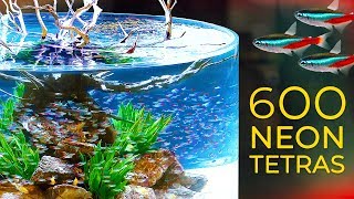 600 Neon Tetras— CRAZY Schooling Behavior [upl. by Johiah]