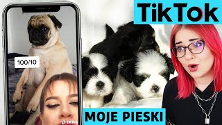 Oglądam NAJLEPSZE POLSKIE TIK TOKI z PIESKAMI 🐶 [upl. by Adyol]