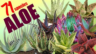 71 ALOE SPECIES  HERB STORIES [upl. by Rozelle212]