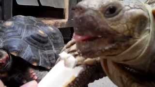 Hand feeding a cuttlebone to a Sulcata and a Redfooted tortoise [upl. by Hafeenah]