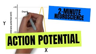 2Minute Neuroscience Action Potential [upl. by Afirahs]