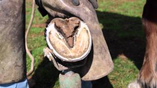 How to trim horse hooves learn barefoot trimming the GoBarefoot way [upl. by Arnulfo523]