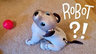 Our New Dog AIBO Pet Replacement Robot [upl. by Amena381]