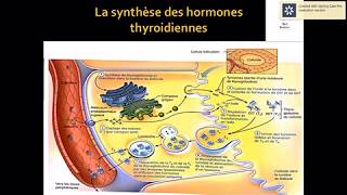 Le larynx Cartilages et os hyoïde [upl. by Enimrac]