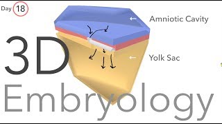 Gastrulation  Embryology [upl. by Hun]